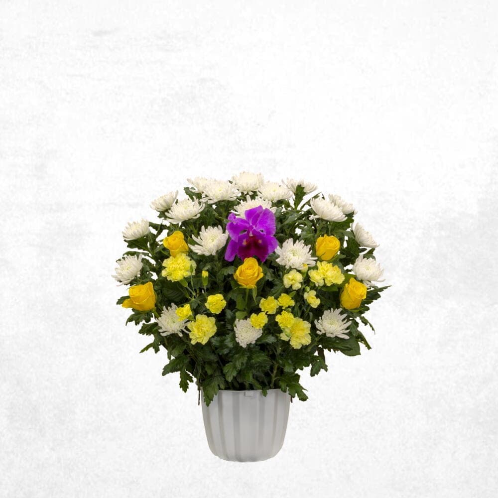 ミックスイエロー 15000