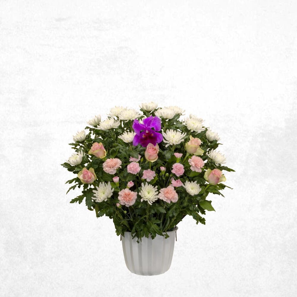 ミックスピンク 15000