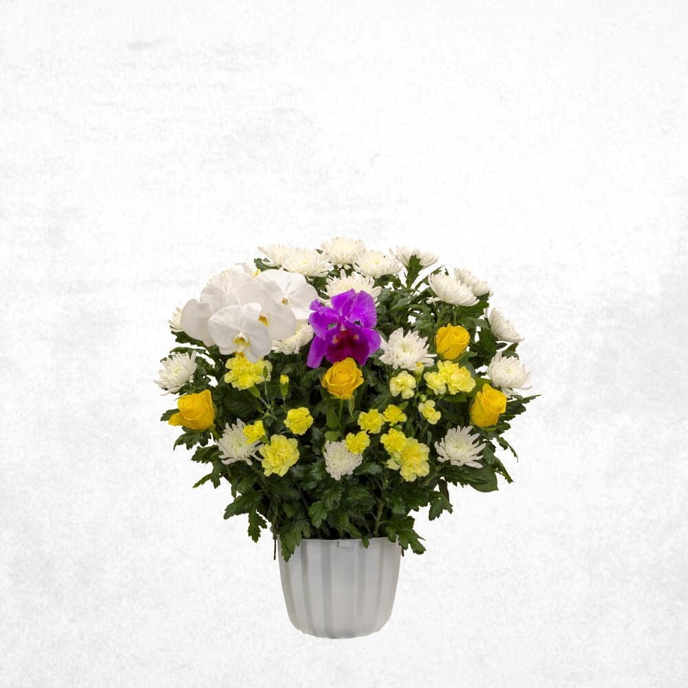 ミックスイエロー 20000