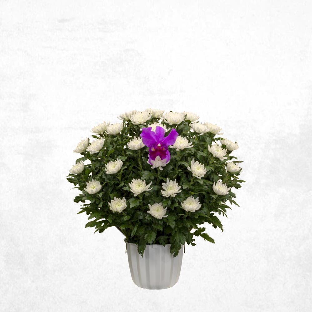 菊 15000